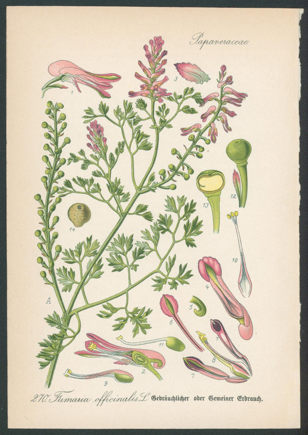 Flora Von Deutschland Plates 2