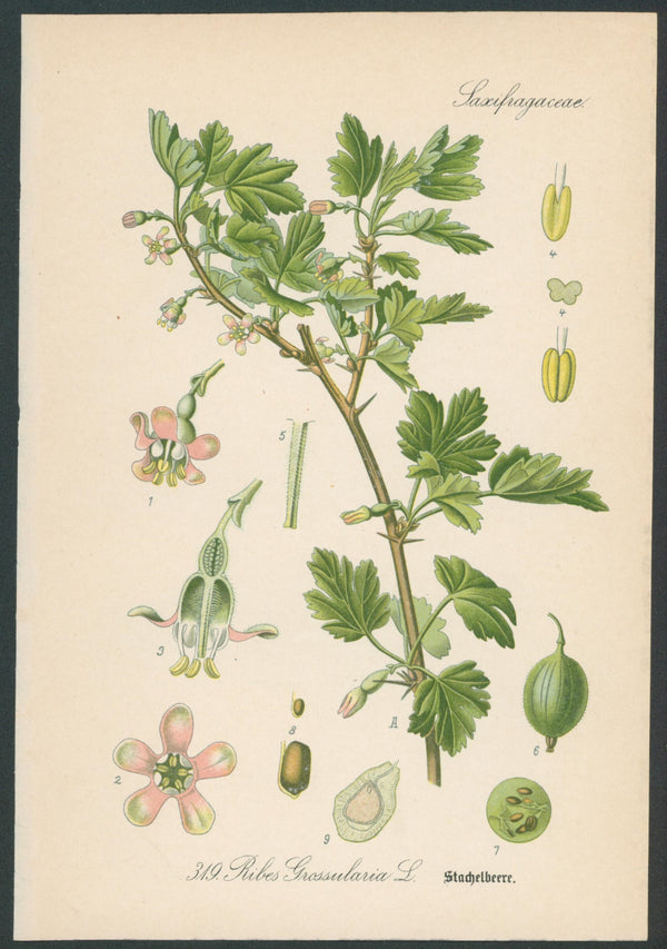 Flora Von Deutschland Plates 3