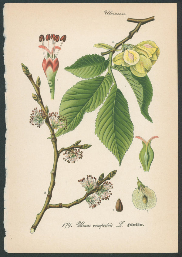 Flora Von Deutschland Plates 4