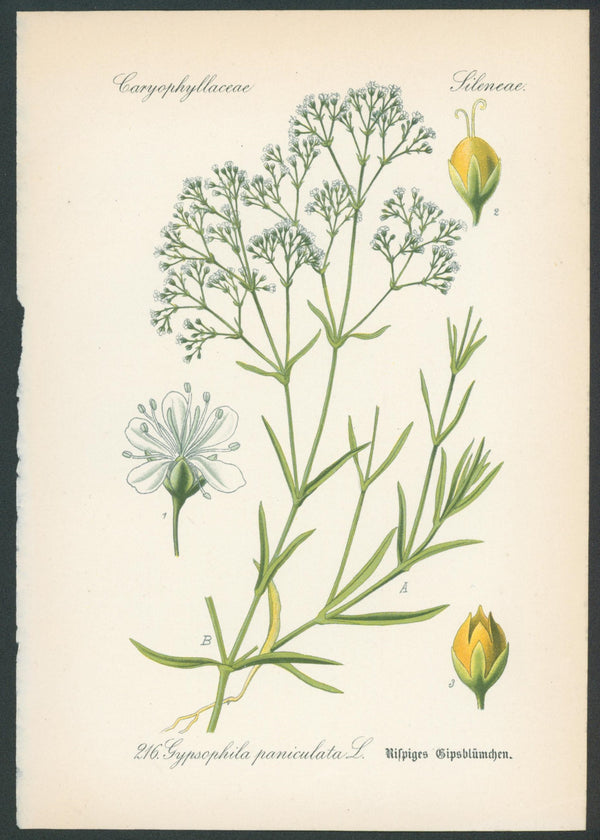 Flora Von Deutschland Plates 5