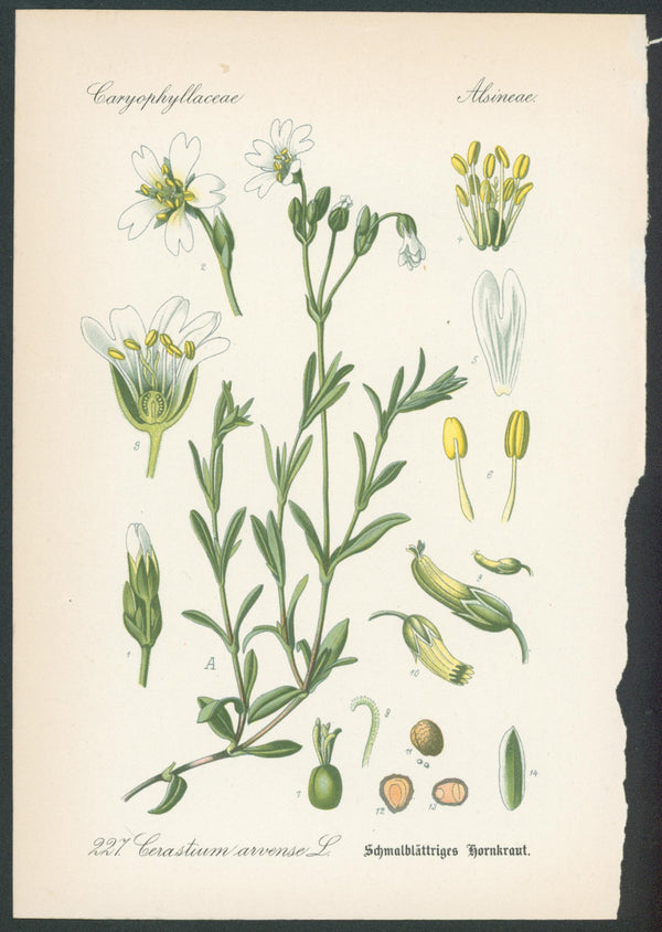 Flora Von Deutschland Plates 6