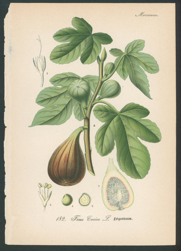 Flora Von Deutschland Plates 7