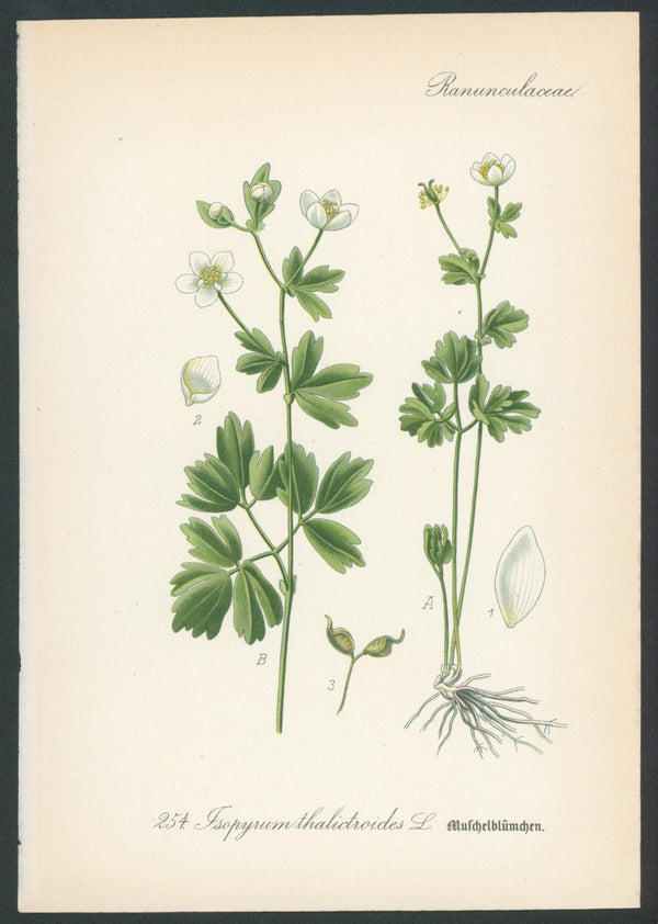 Flora Von Deutschland Plates 8