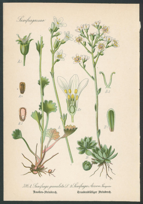 Flora Von Deutschland Plates 9
