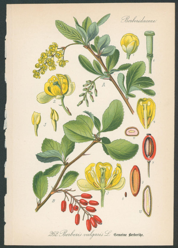 Flora Von Deutschland Plates 10