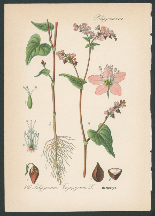 Flora Von Deutschland Plates 11