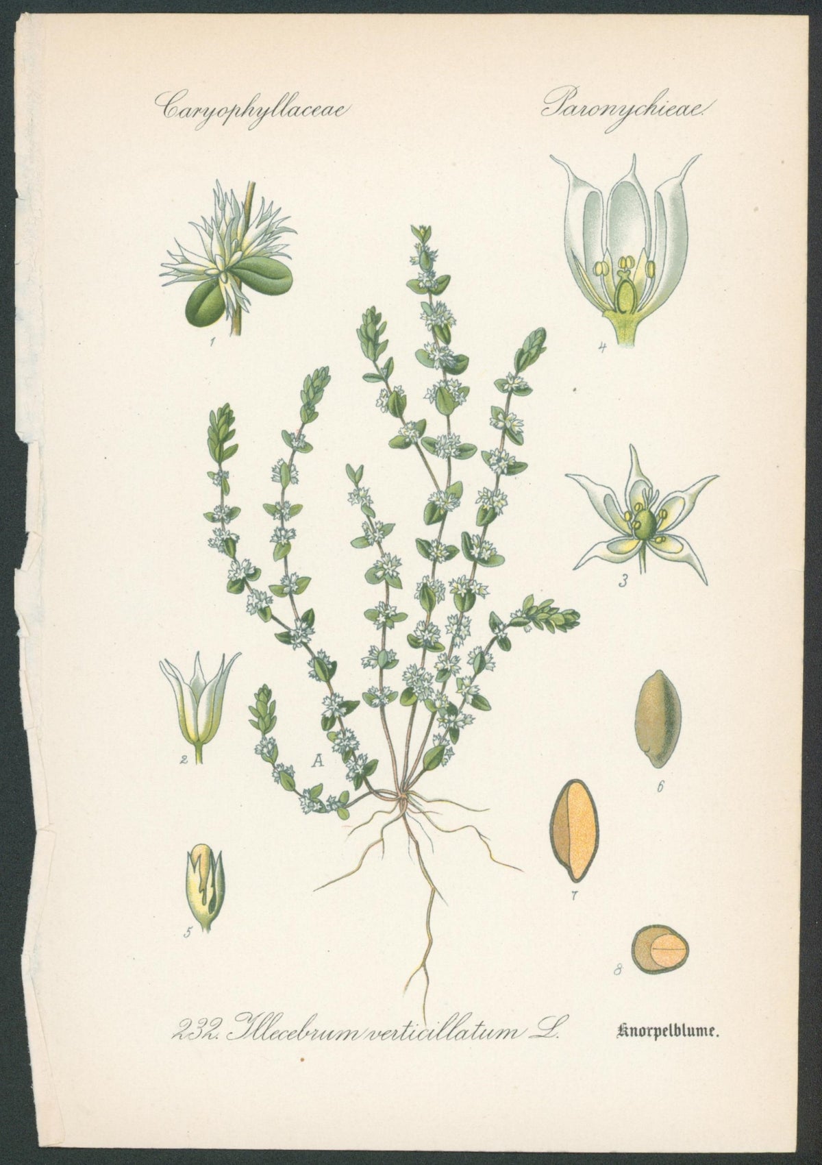 Flora Von Deutschland Plates 12