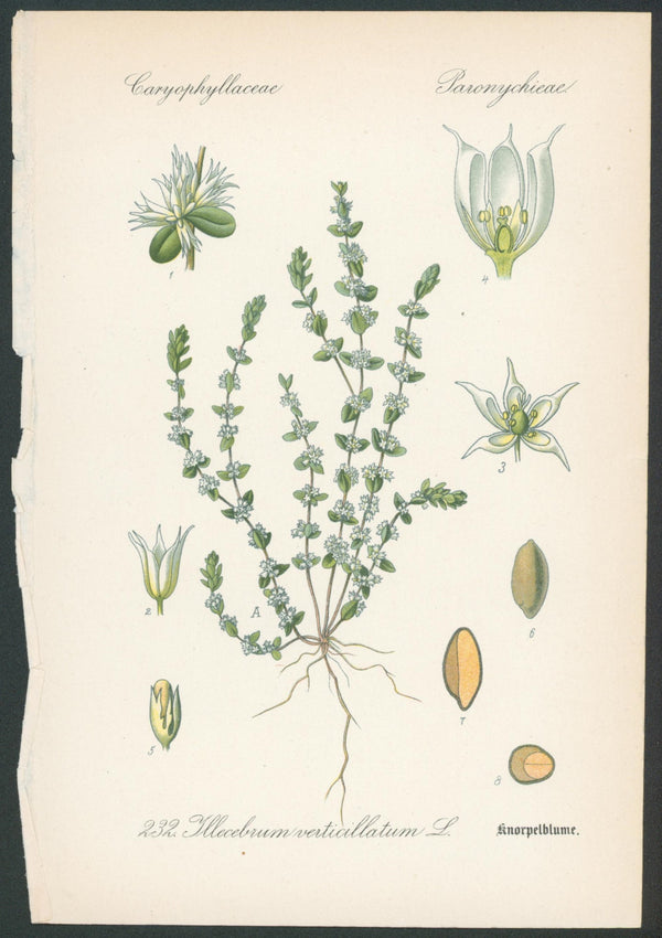 Flora Von Deutschland Plates 12