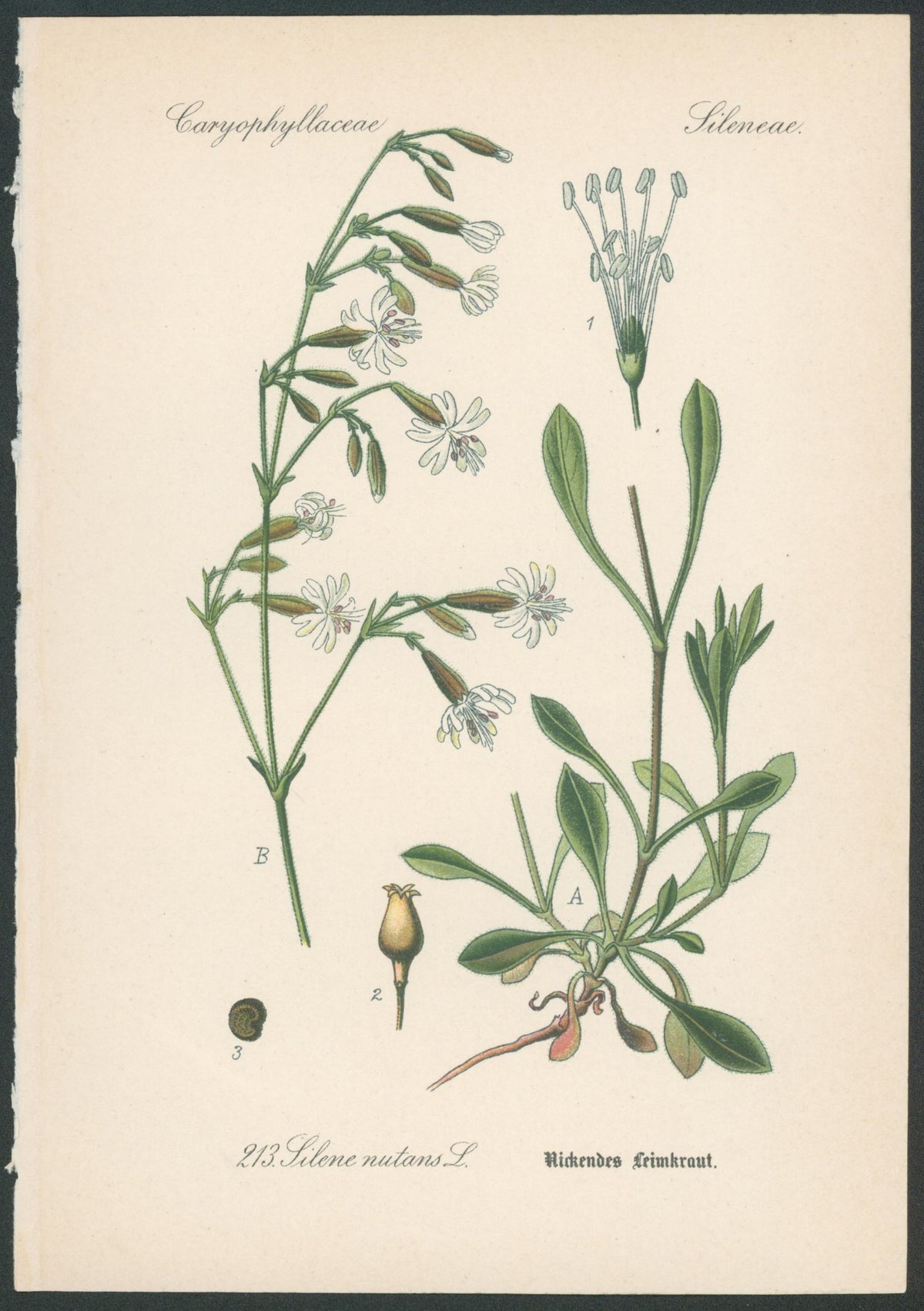 Flora Von Deutschland Plates 13