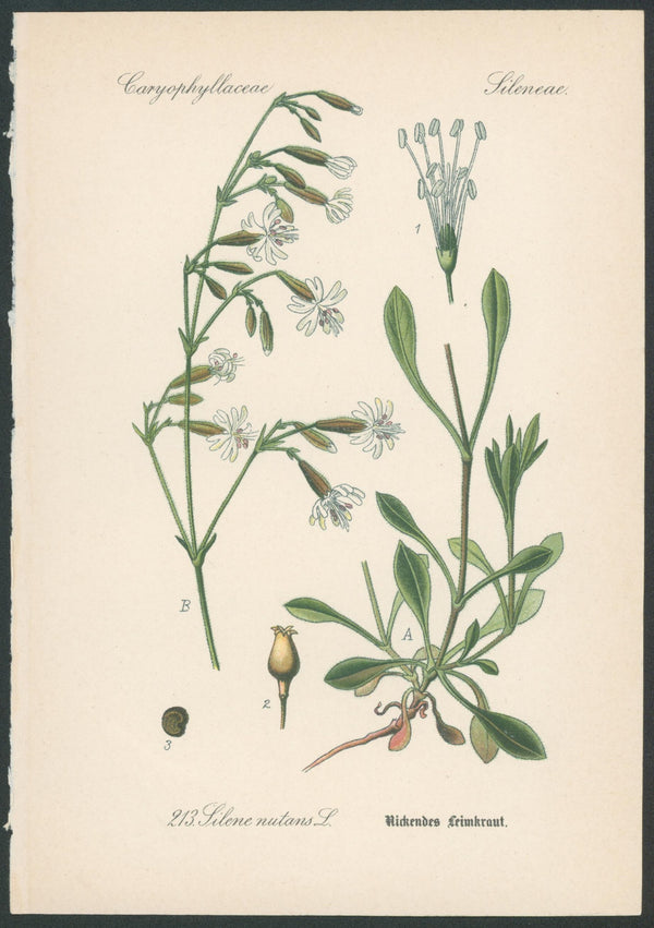 Flora Von Deutschland Plates 13