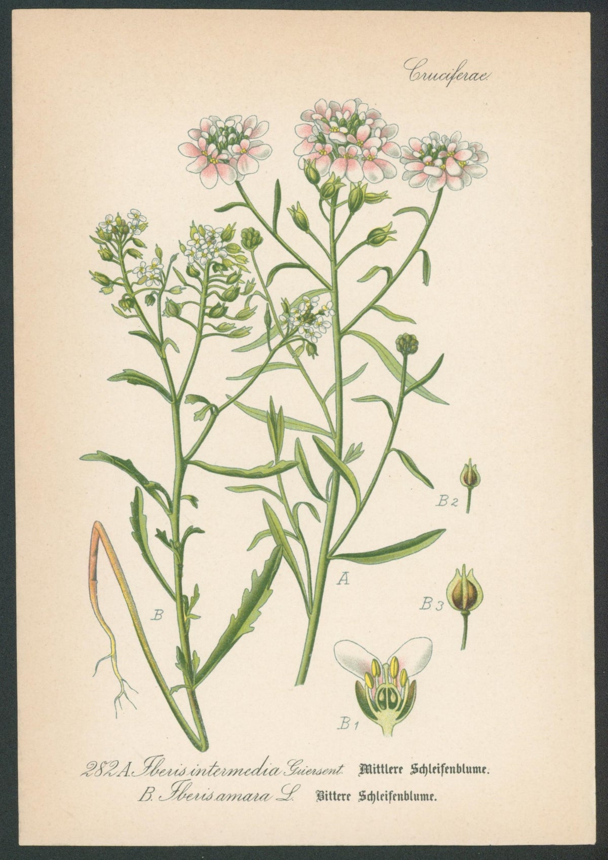 Flora Von Deutschland Plates 14