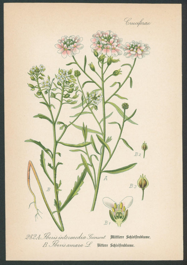 Flora Von Deutschland Plates 14