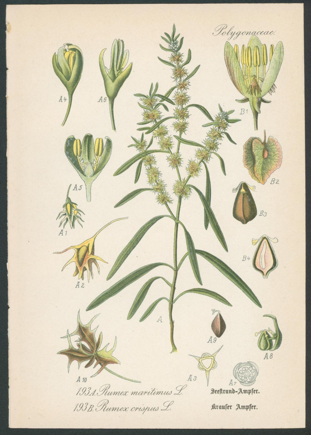 Flora Von Deutschland Plates 15