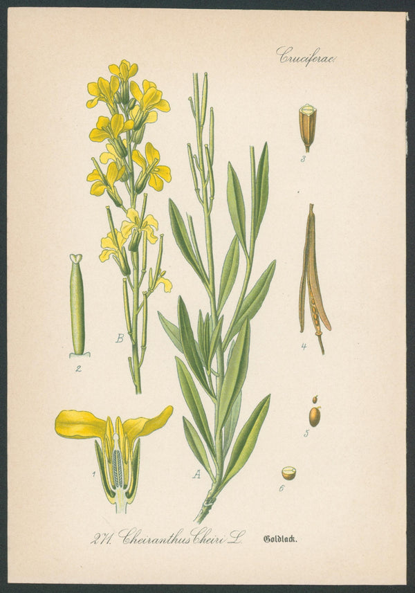 Flora Von Deutschland Plates 16