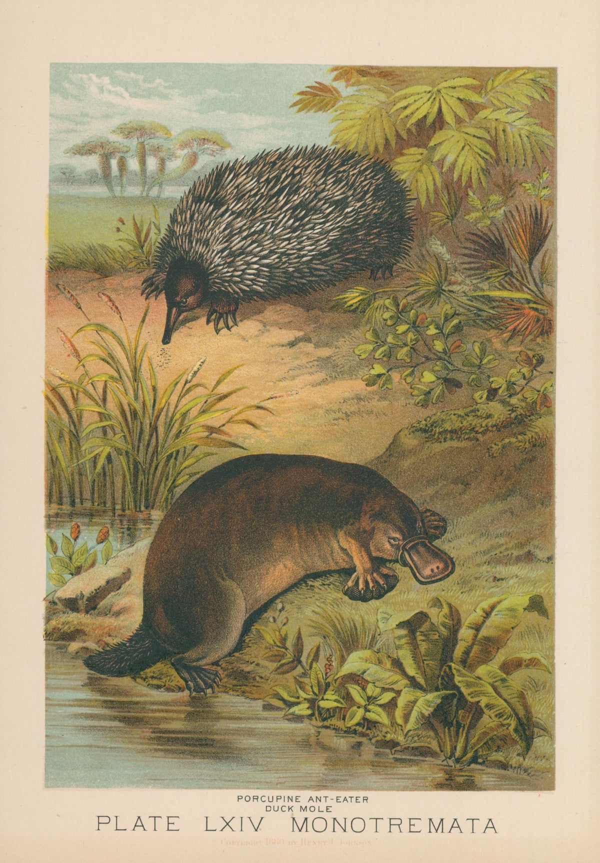 Porcupine Ant-Eater, Duck-Mole Platypus - Original Vintage Illustration