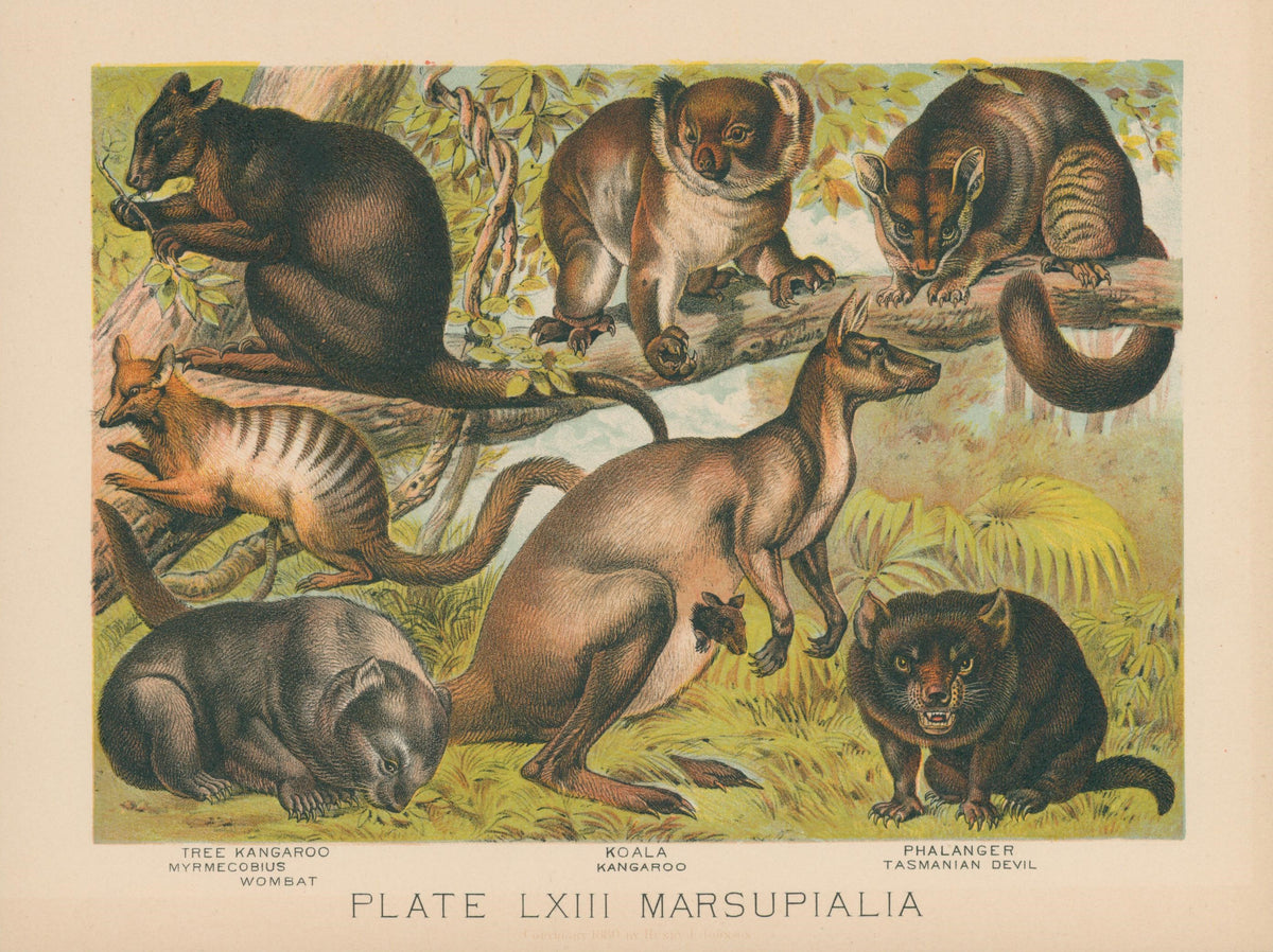 Tasmanian Devil, Kangaroo, Wombat  - Original Vintage Illustration