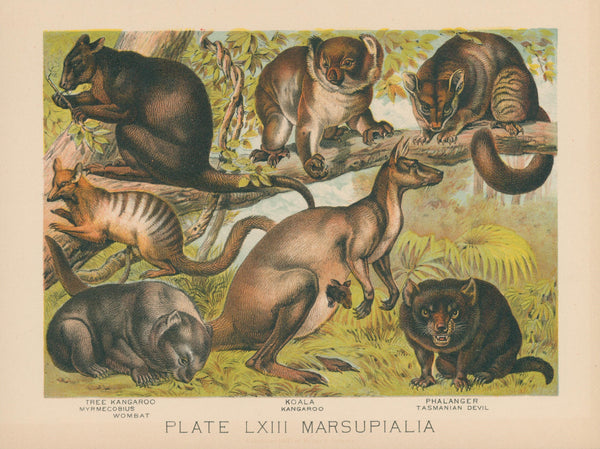 Tasmanian Devil, Kangaroo, Wombat  - Original Vintage Illustration