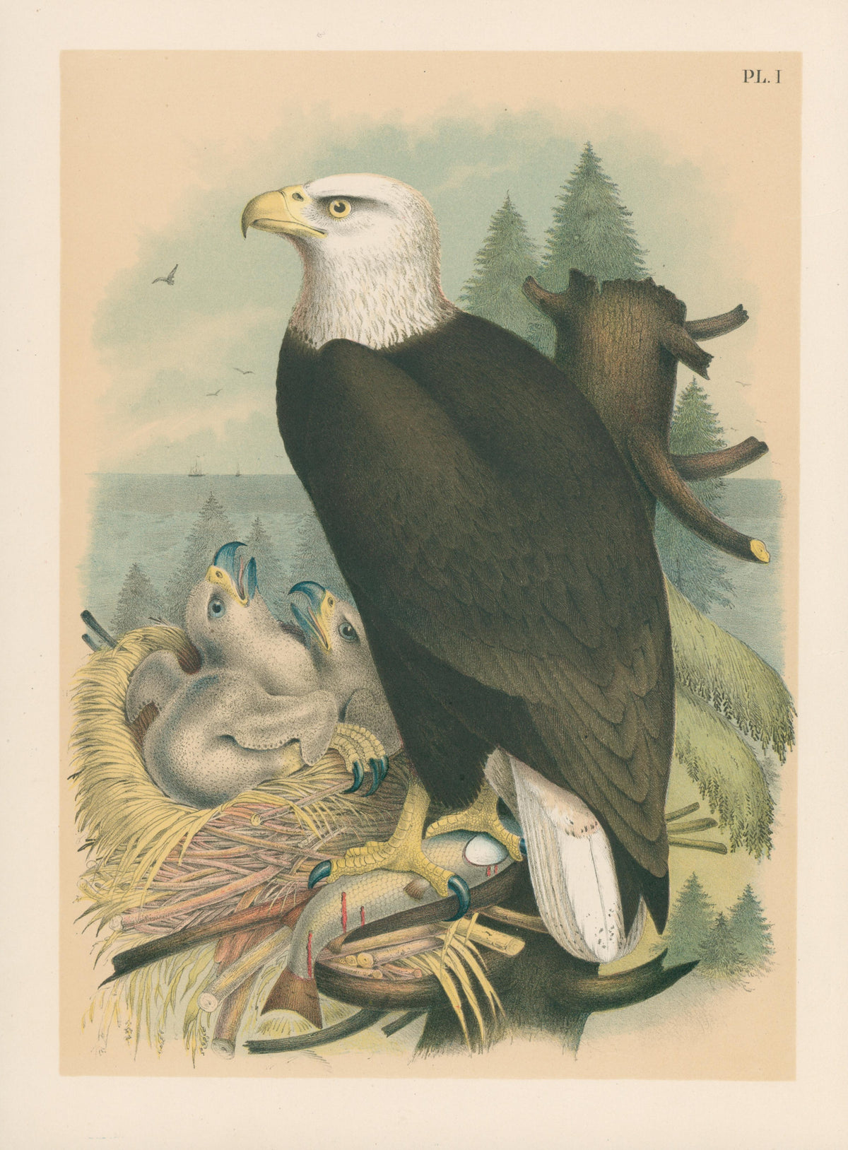 Bald Eagle, Studer's Popular Ornithology - Original Antique Print: