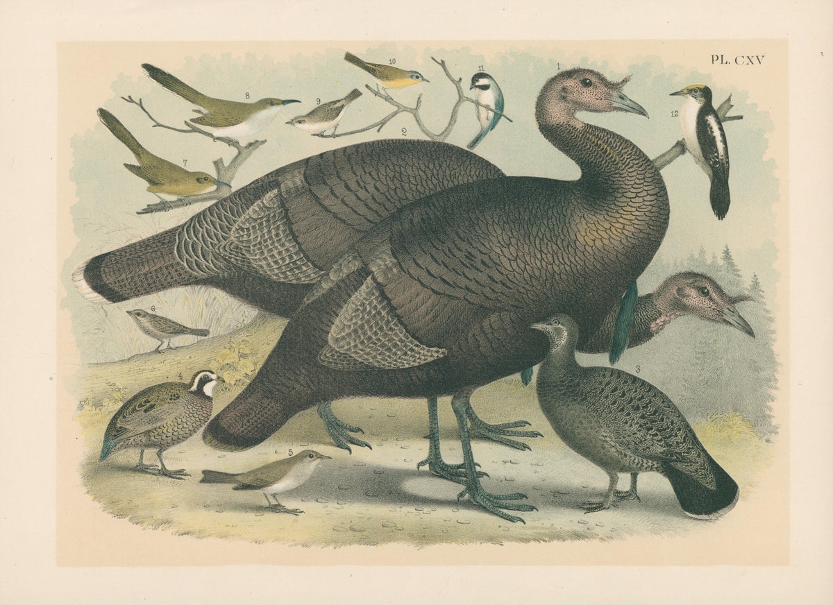 Wild Turkey, Studer's Popular Ornithology - Original Antique Print: