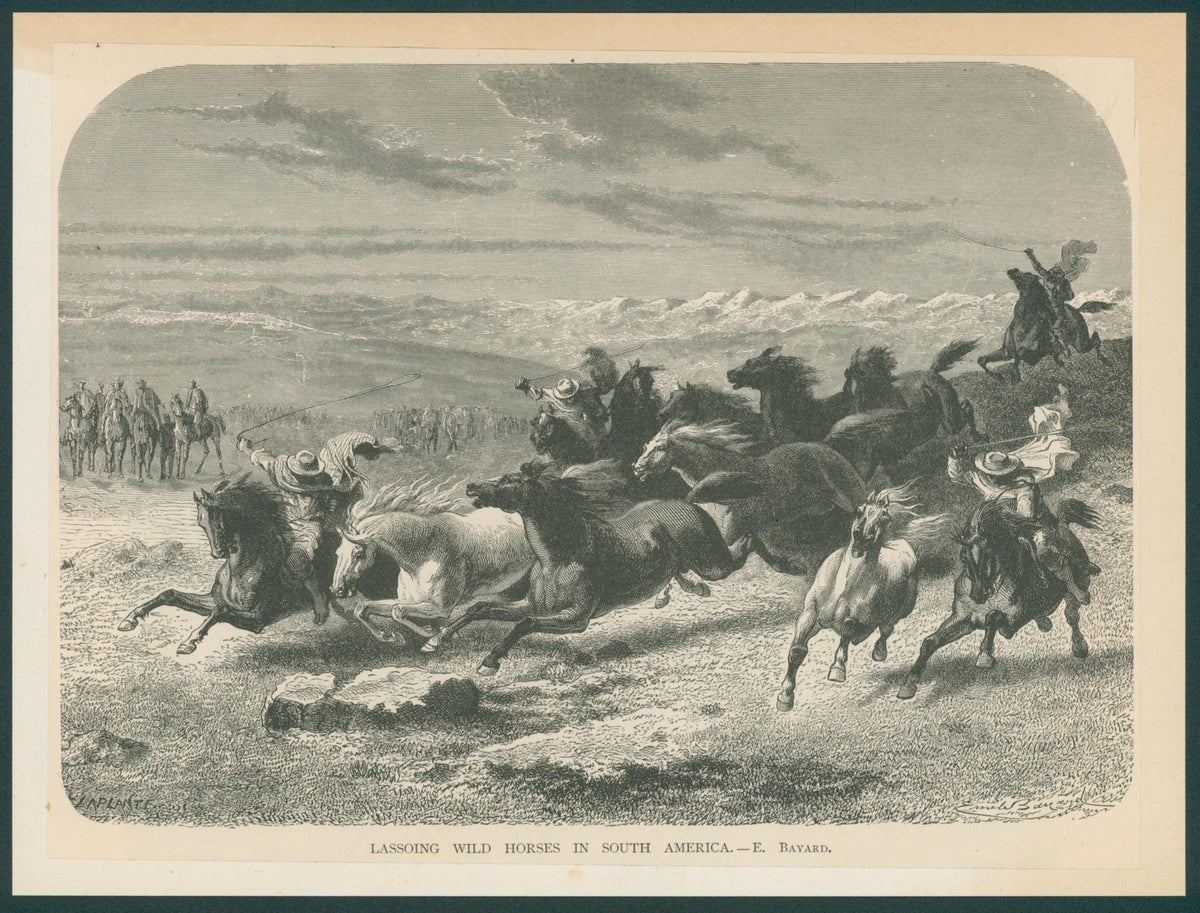 Wild Horses in South America, Antique Print  - Original Antique Print: