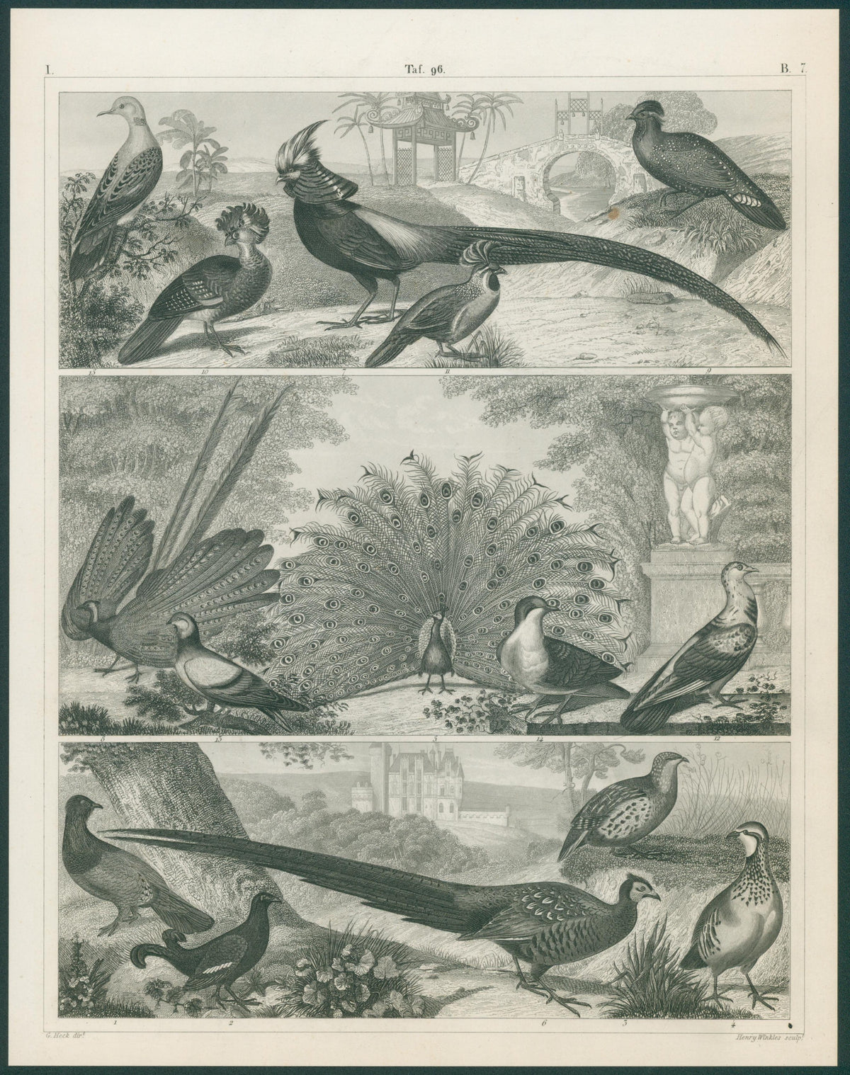 Galliform Birds, Steel Engraving  - Original Antique Print: