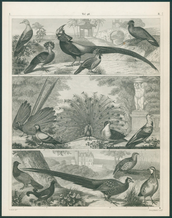 Galliform Birds, Steel Engraving  - Original Antique Print: