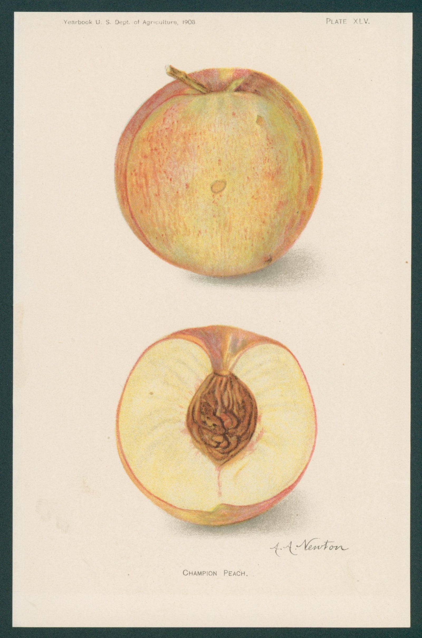 Champion Peach, Chromolithograph - Original Antique Print: