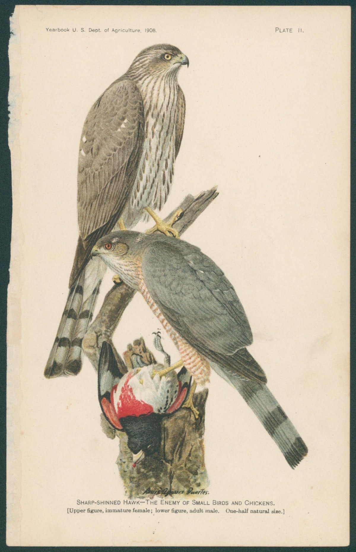 Sharp-Shinned Hawk, Antique Print  - Original Antique Print: