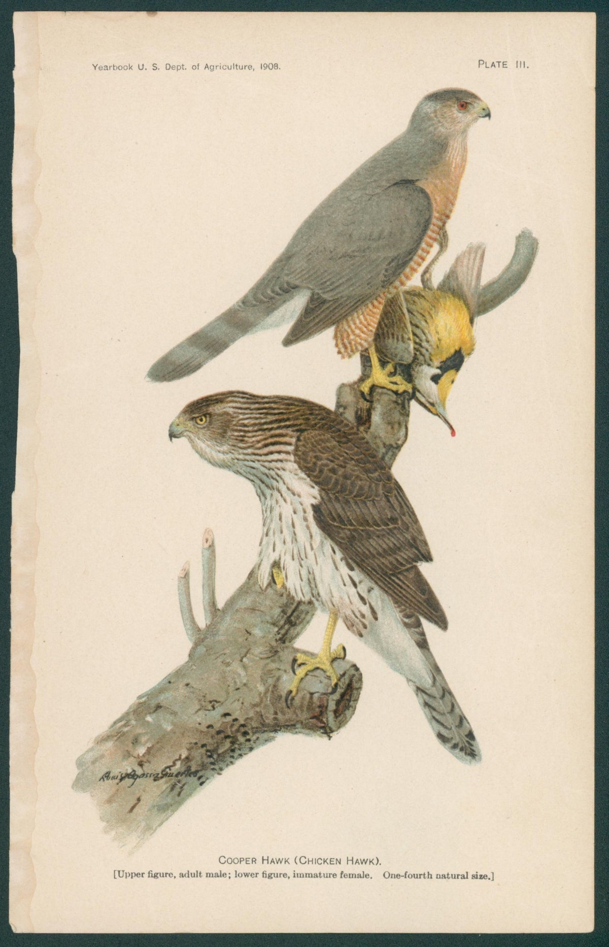 Cooper Hawk, Antique Print - Original Antique Print: