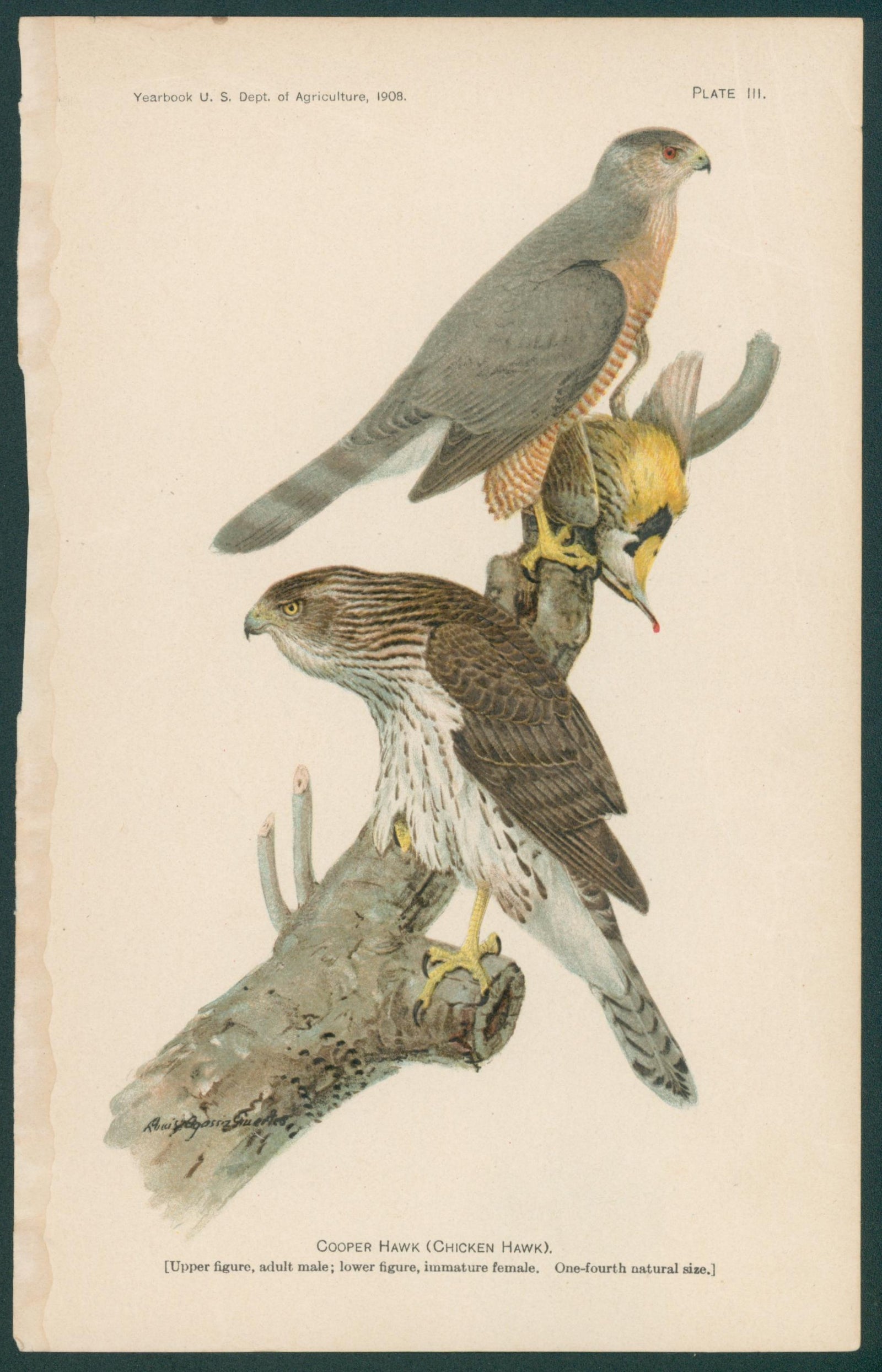 Cooper Hawk, Antique Print - Original Antique Print: