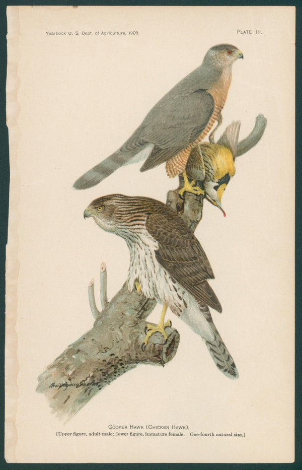 Cooper Hawk, Antique Print - Original Antique Print: