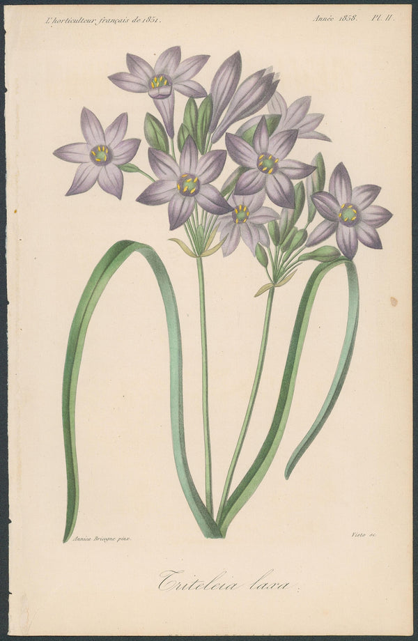 Vintage Botanical Prints and Posters - Authentic Vintage Posters
