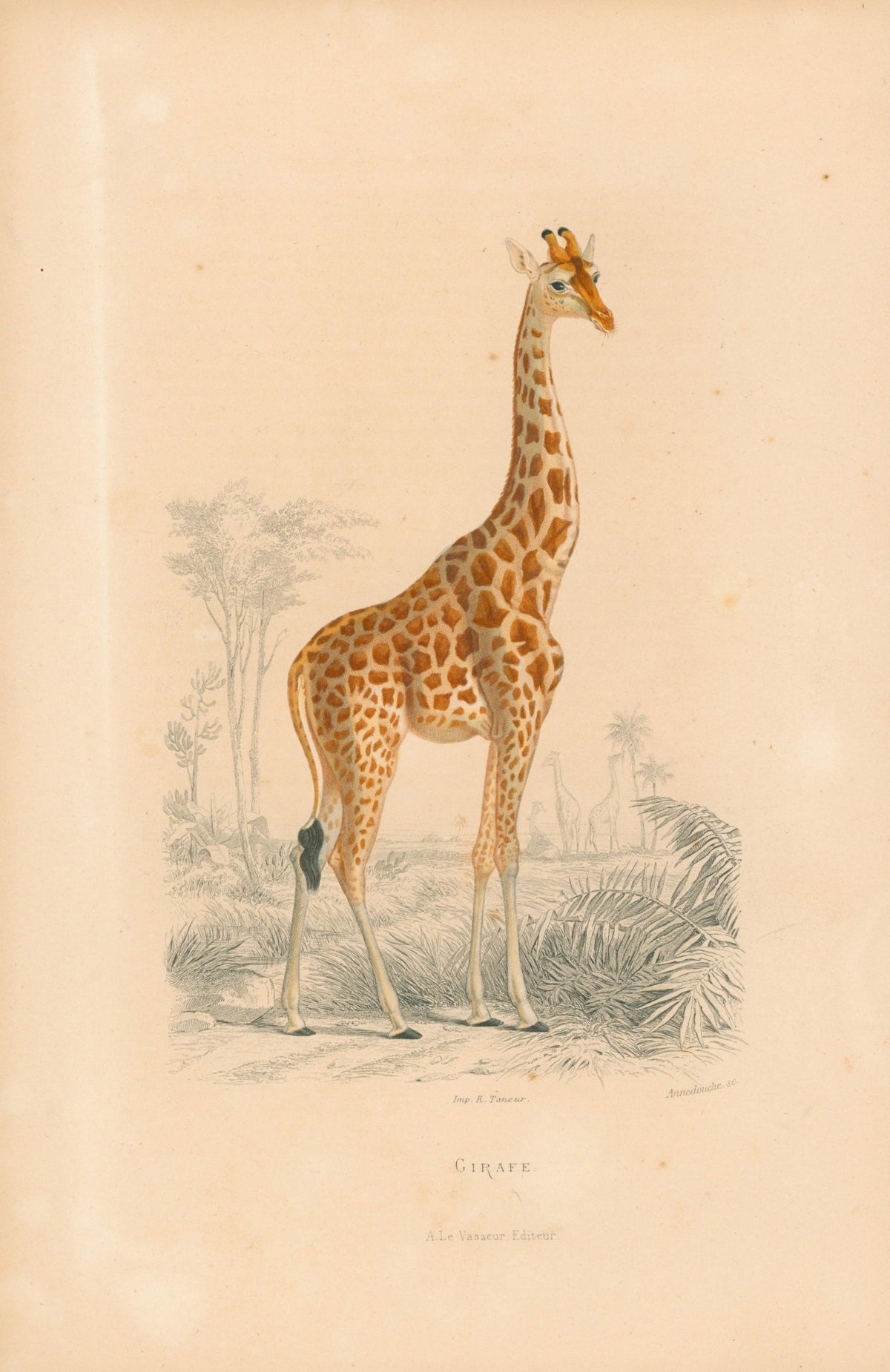 1840 R. Taneur - Giraffe, Mammal - Authentic Vintage Antique Print
