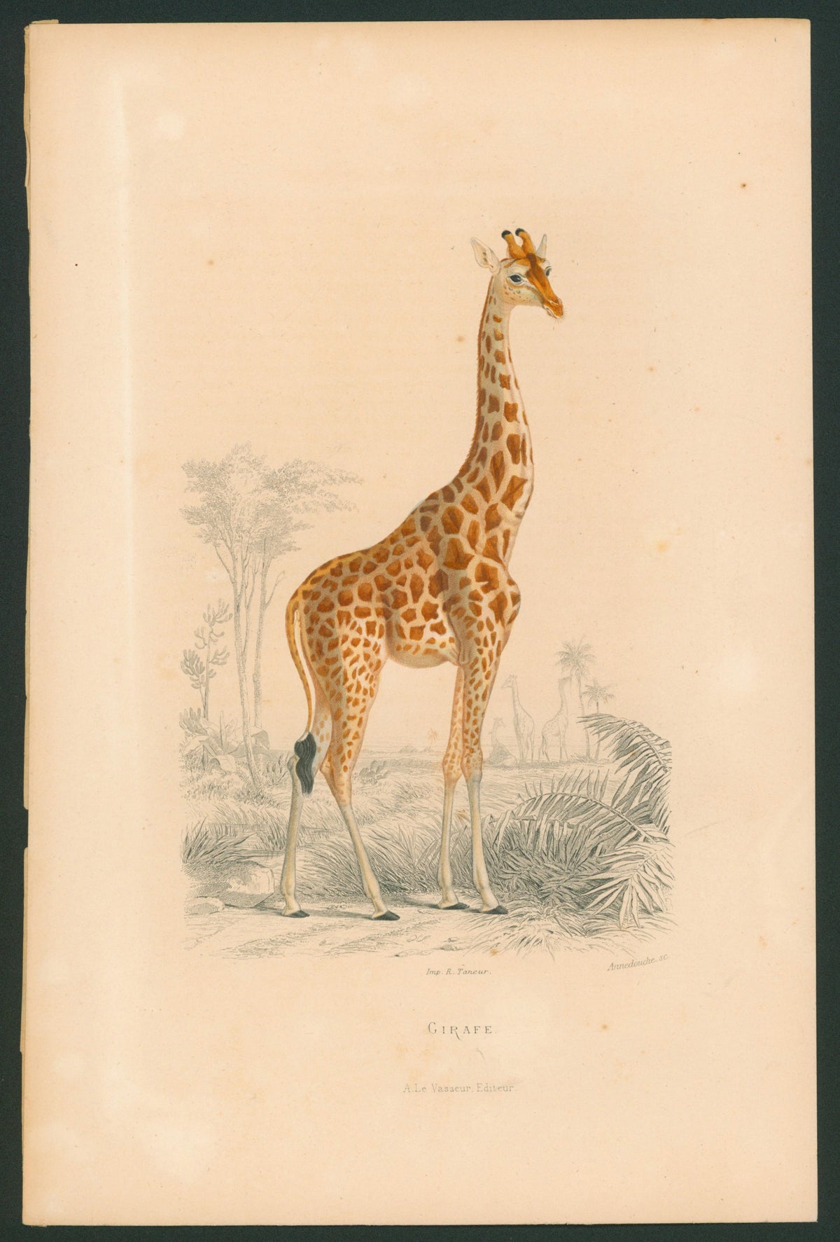 1840 R. Taneur - Giraffe, Mammal - Authentic Vintage Antique Print
