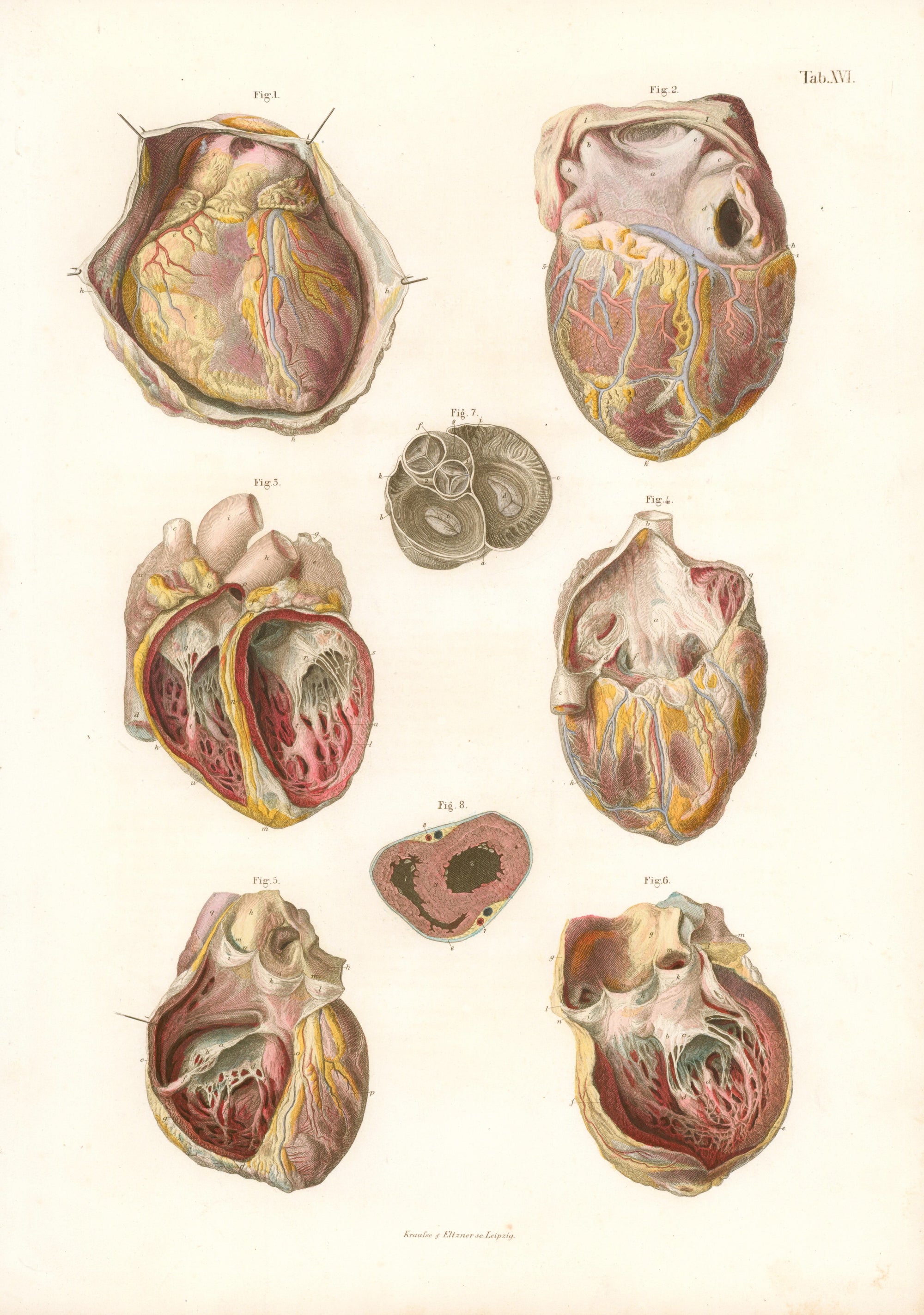 Cardiovascular Engraving - Authentic Vintage Antique Print