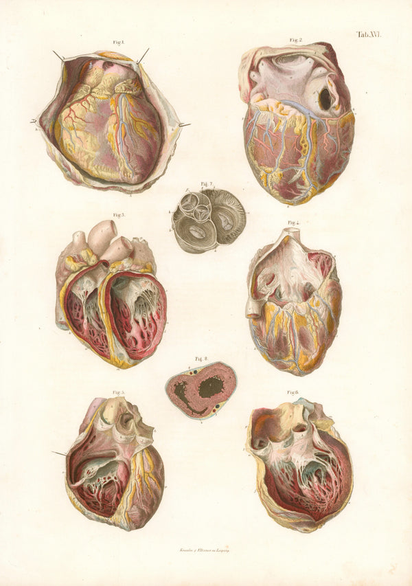 Cardiovascular System- Hand Colored Folio - Authentic Vintage Antique Print
