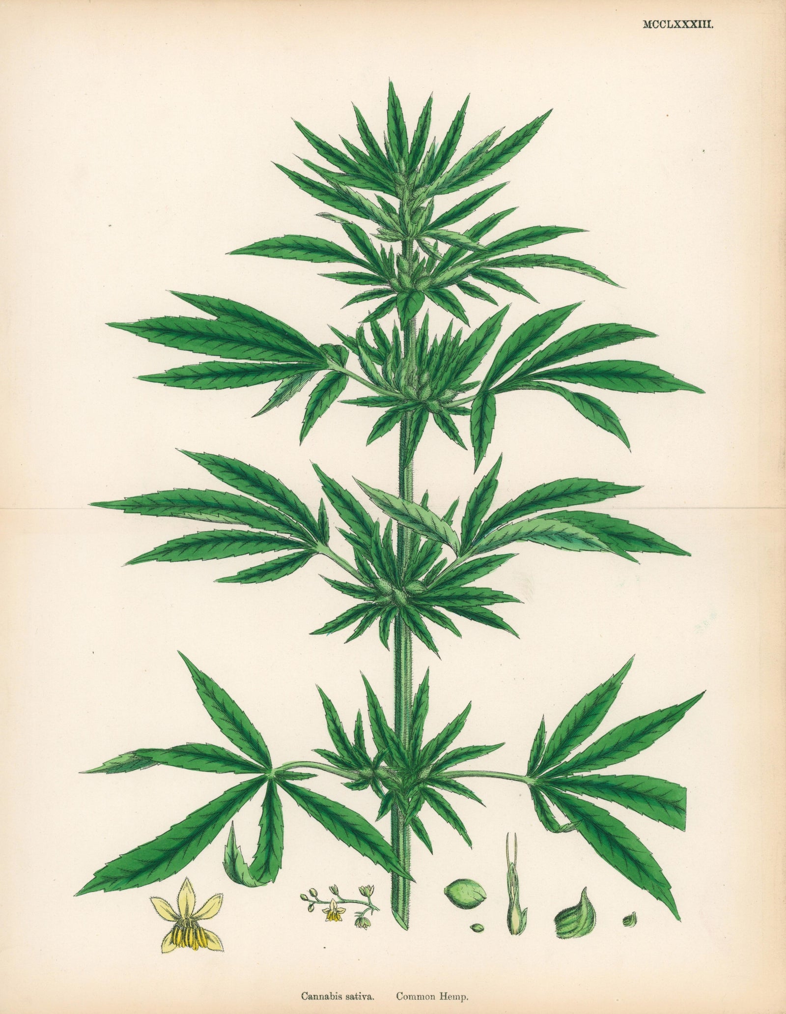 Sativa Weed_Albion - Authentic Vintage Antique Print
