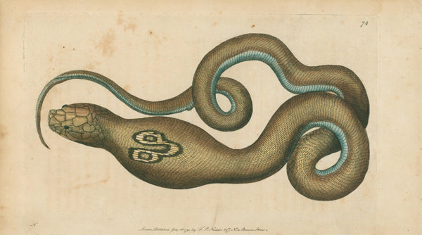 Cobra de Capello- Hand Colored Engraving - Authentic Vintage Antique Print