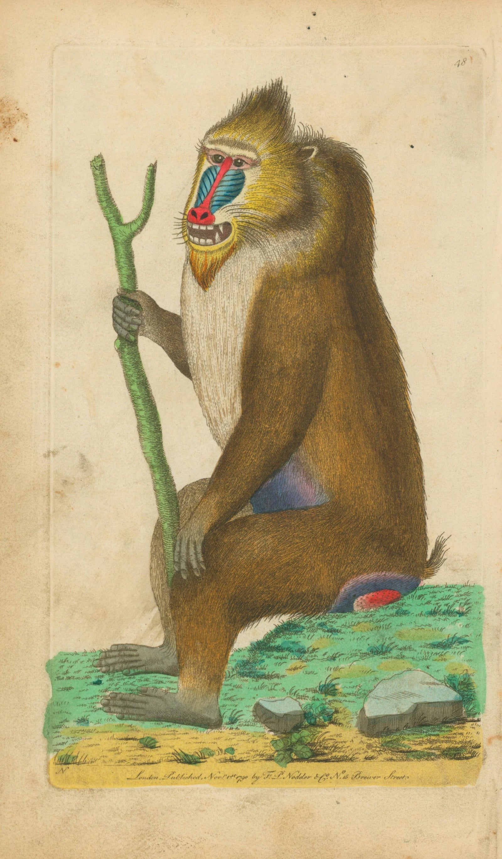 Variegated Baboon_Albion - Authentic Vintage Antique Print