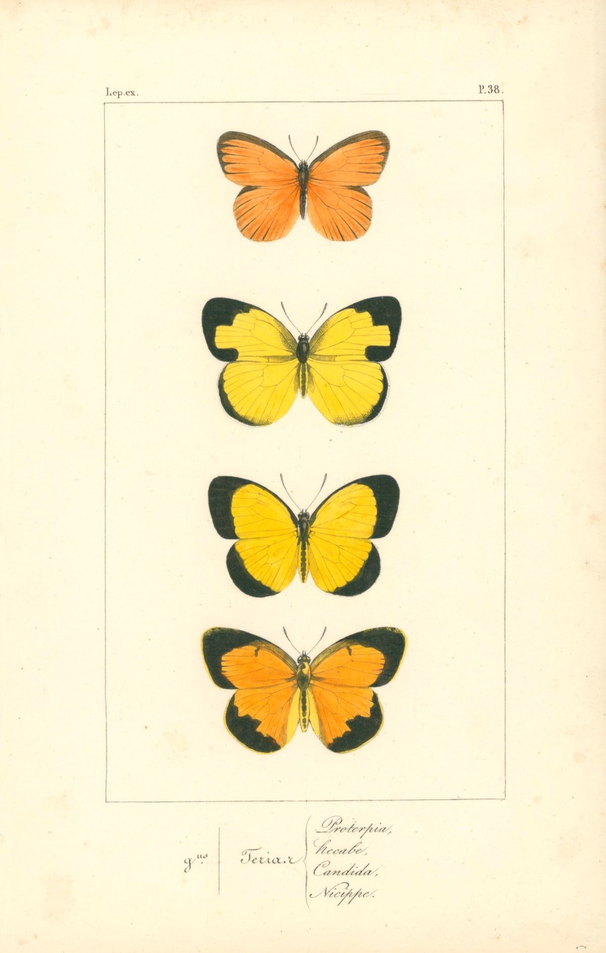 Exotic Butterflies- Hand Colored Engraving