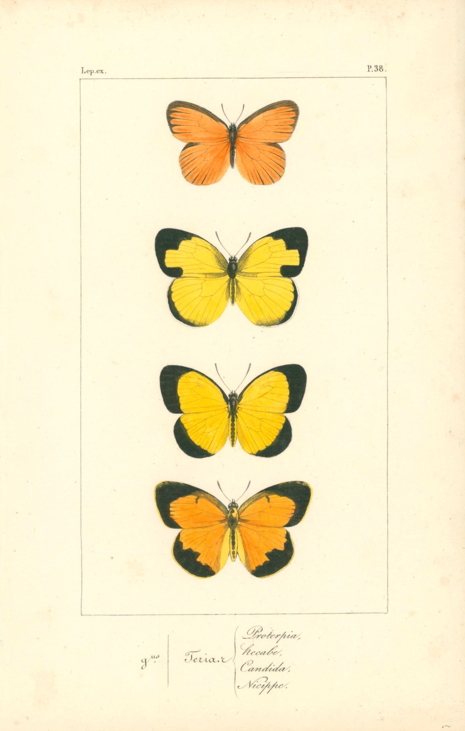 Exotic Butterflies- Hand Colored Engraving - Authentic Vintage Antique Print