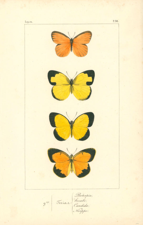 Exotic Butterflies- Hand Colored Engraving - Authentic Vintage Antique Print