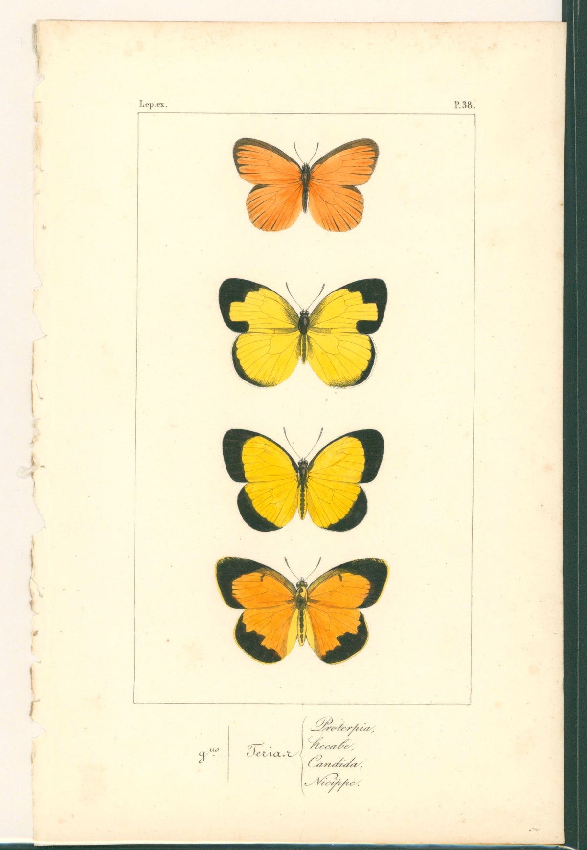 Exotic Butterflies- Hand Colored Engraving