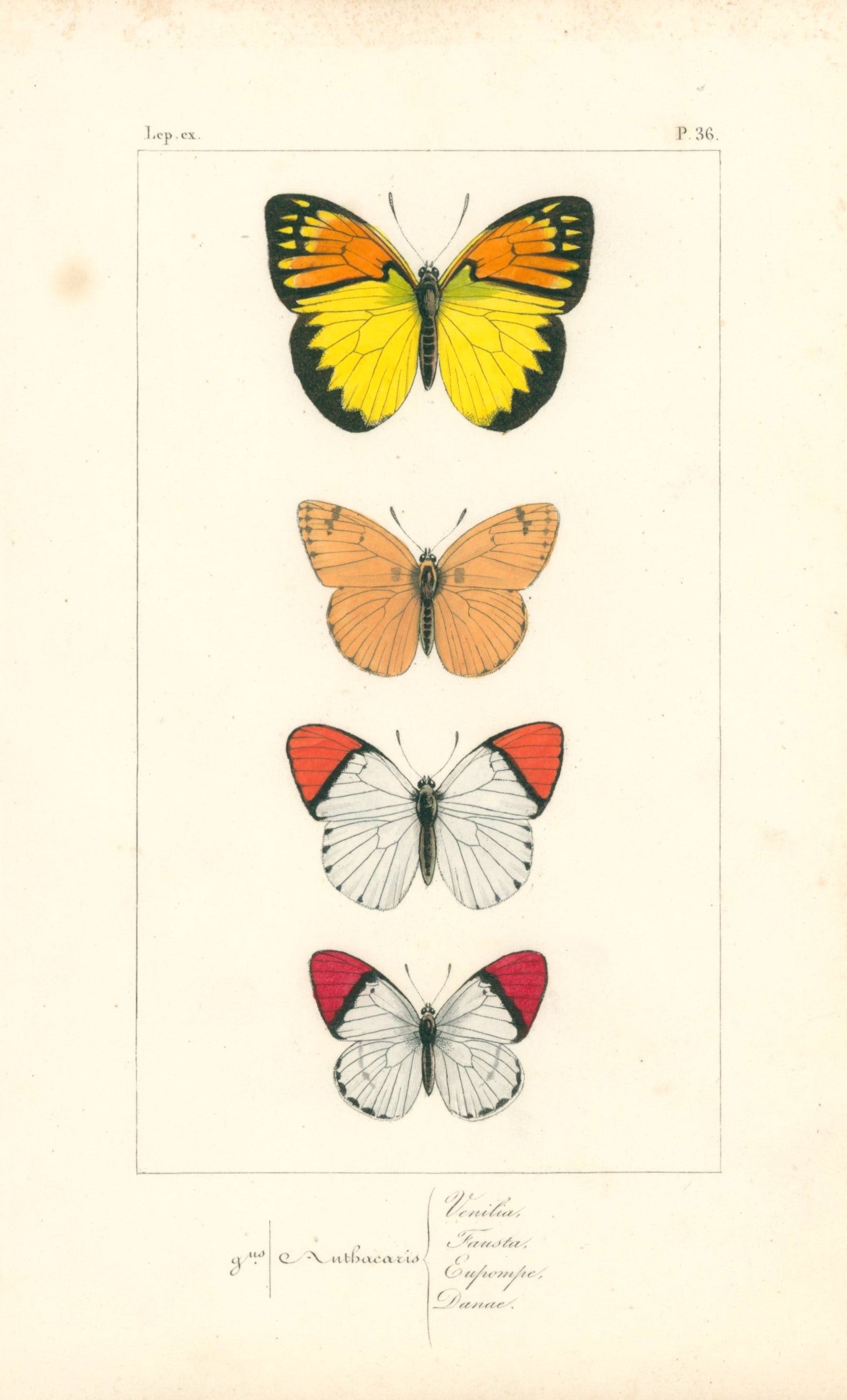 Exotic Butterflies- Hand Colored Engraving - Authentic Vintage Antique Print