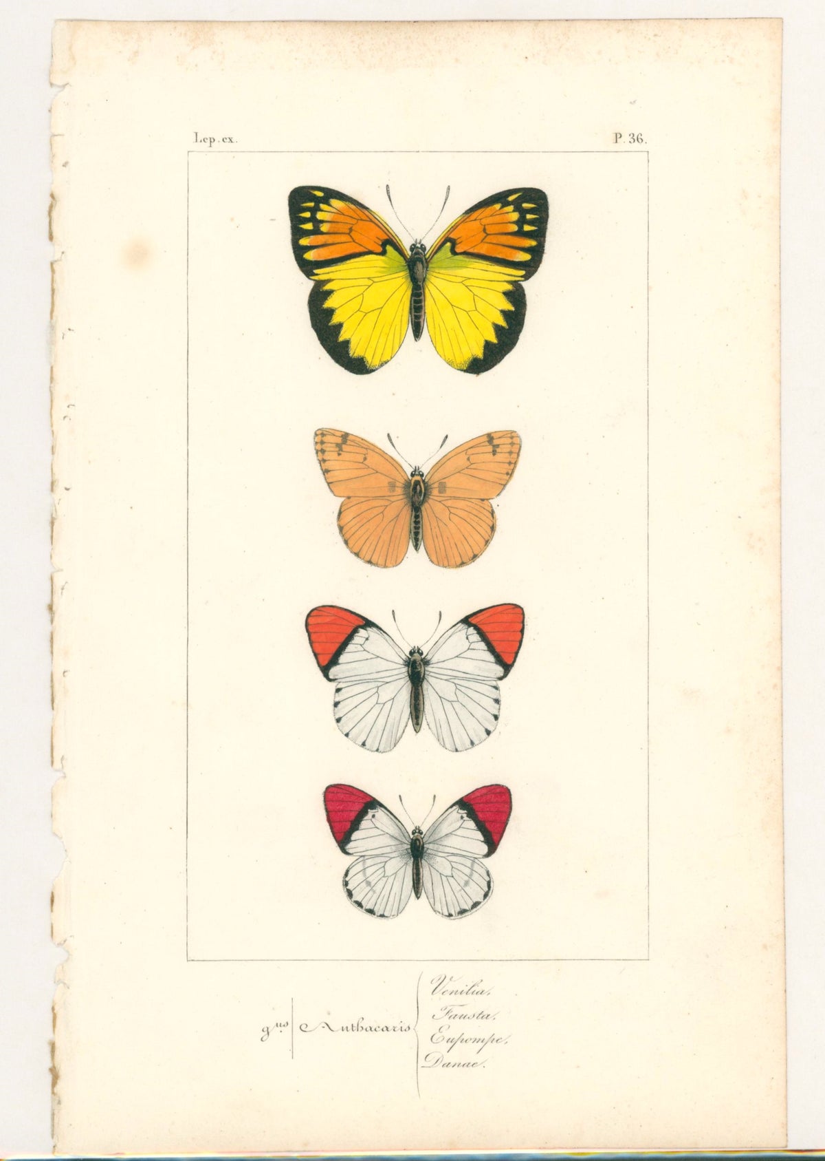 Exotic Butterflies- Hand Colored Engraving