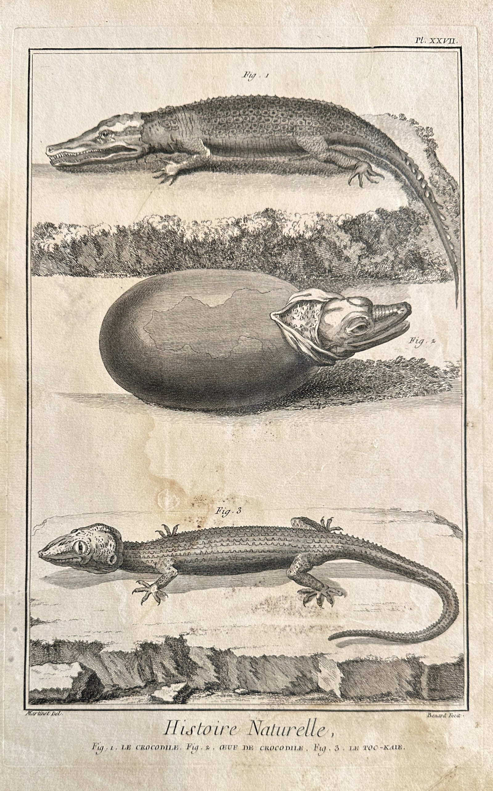 Le Crocodile- Copper Engraving - Authentic Vintage Antique Print