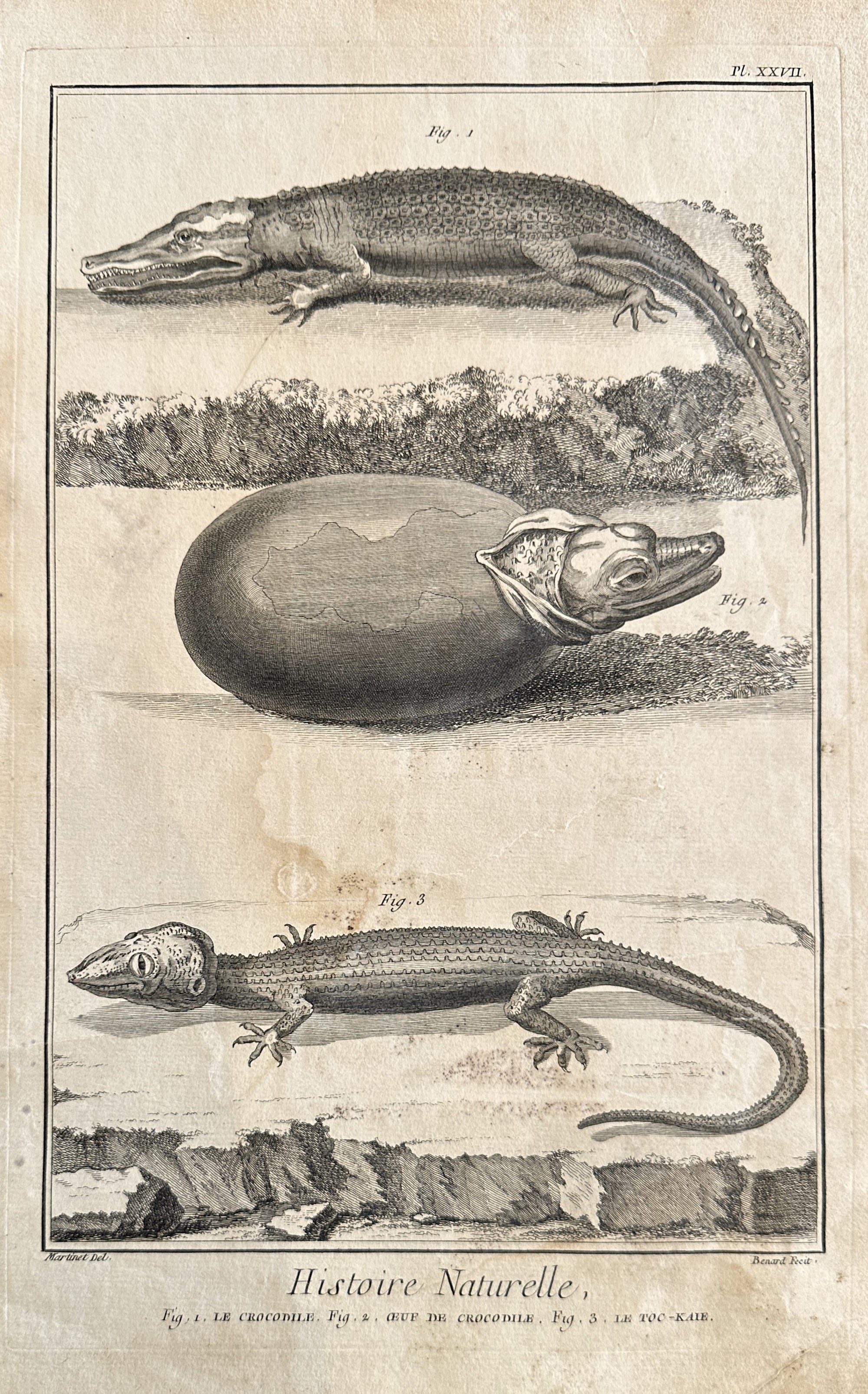 Le Crocodile- Copper Engraving - Authentic Vintage Antique Print