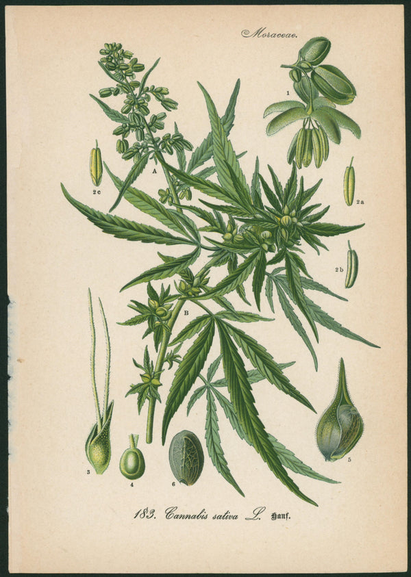 Cannabis, Sativa- Chromolithograph - Authentic Vintage Antique Print