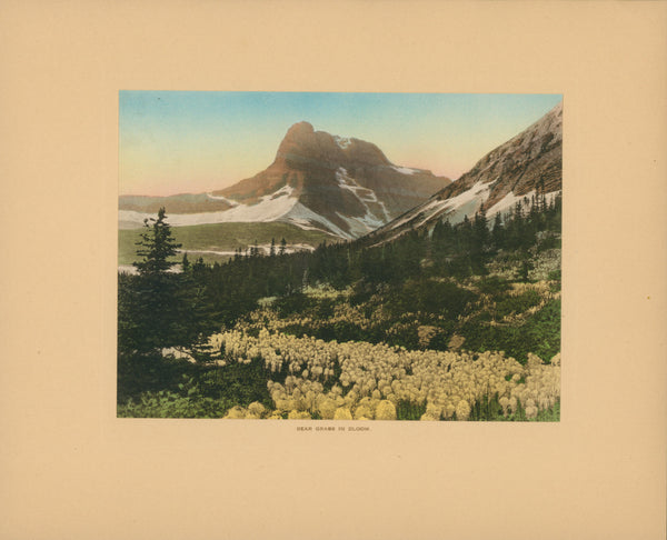 Glacier National Park, Bear Grass in Bloom - Authentic Vintage Antique Print