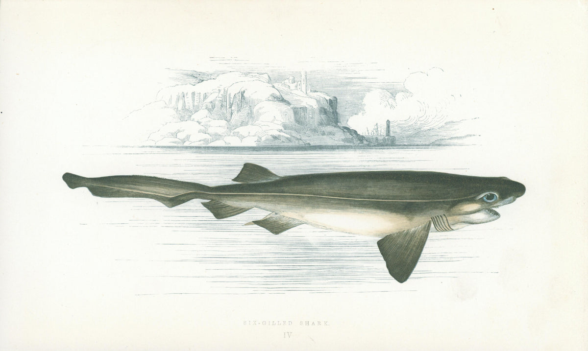 Six-Gilled Shark- Fishes of the British Islands - Authentic Vintage Antique Print